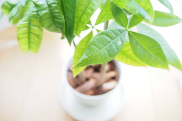 3.金運アップが期待できる「観葉植物」3選　買いやすく育てやすい！